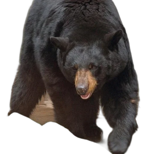 animal, creature, staff, concept art transparent PNG cut-out