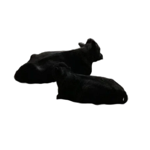 shoes, animal, mask, hat transparent PNG cut-out