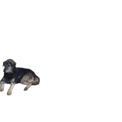 animal, creature, 3d render, concept art transparent PNG cut-out