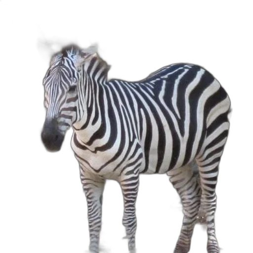 animal, creature, staff, jewelry transparent PNG cut-out