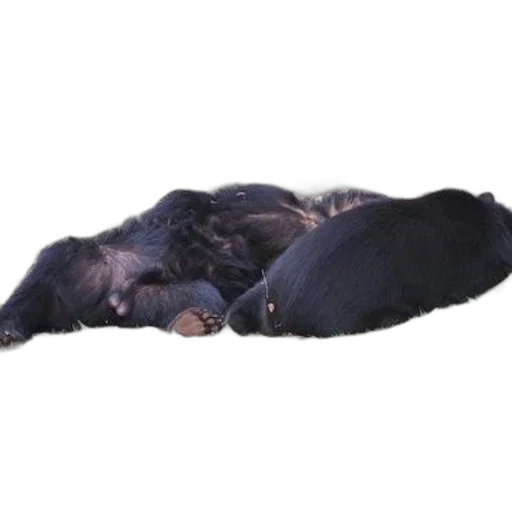 animal, staff, hair, creature transparent PNG cut-out