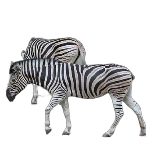 animal, creature, furniture, jewelry transparent PNG cut-out
