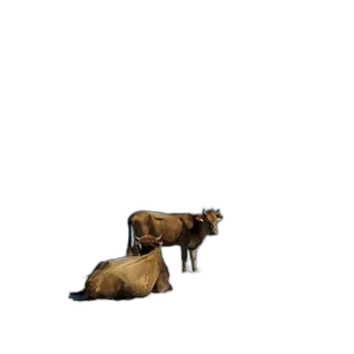 animal, creature, furniture, hair transparent PNG cut-out