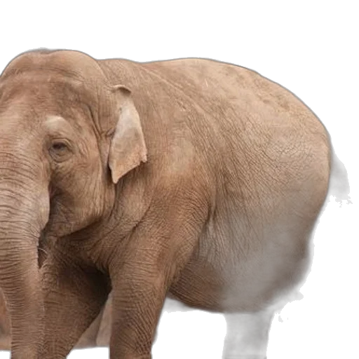 animal, creature, photorealistic, majestic transparent PNG cut-out