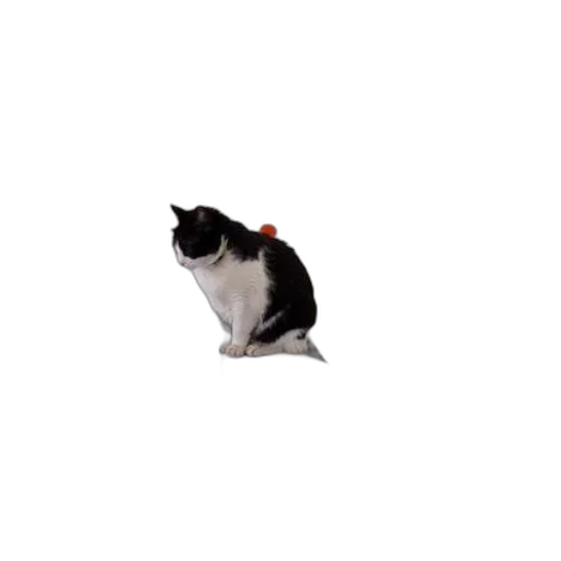 staff, animal, hat, creature transparent PNG cut-out