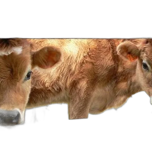 animal, food, creature, face transparent PNG cut-out