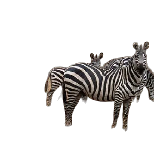 animal, creature, jewelry, furniture transparent PNG cut-out