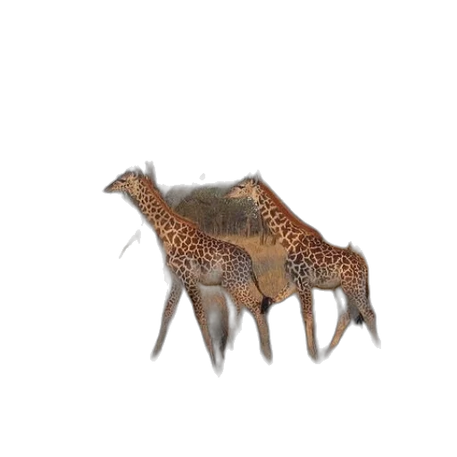 animal, creature, dragon, crown transparent PNG cut-out