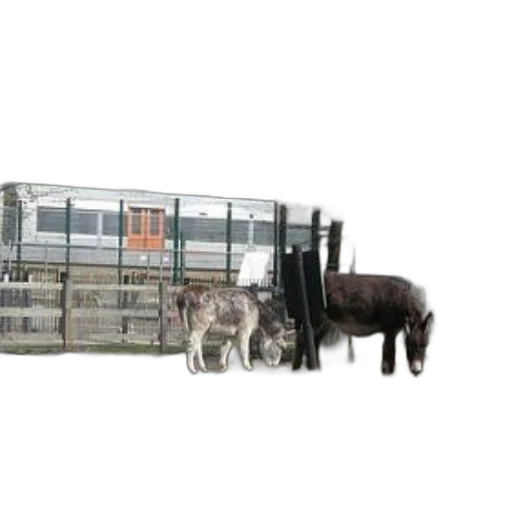 animal, two, donkeys, graze transparent PNG cut-out