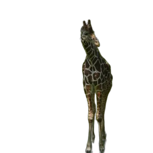 animal, creature, staff, weapon transparent PNG cut-out