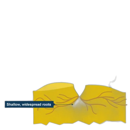 crown, hair, umbrella, jewelry transparent PNG cut-out
