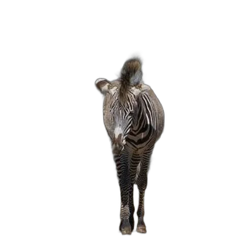 animal, creature, hair, jewelry transparent PNG cut-out