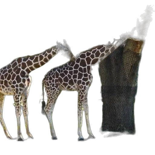 animal, staff, creature, concept art transparent PNG cut-out