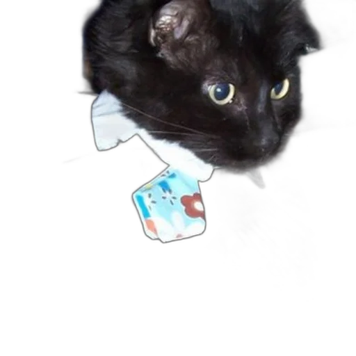 animal, creature, staff, jewelry transparent PNG cut-out