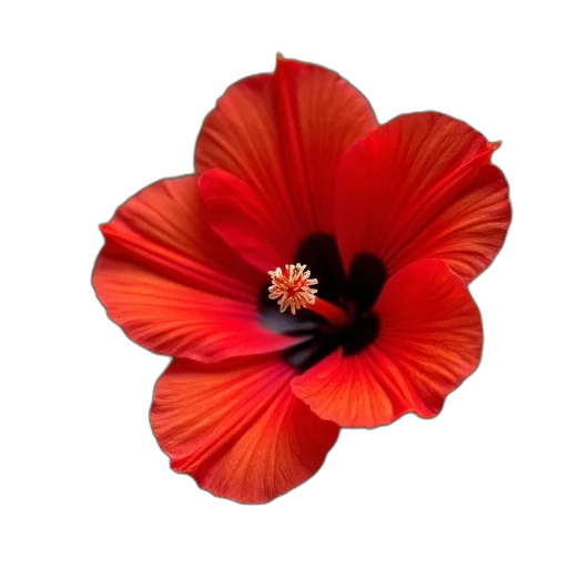 flower, crown, hat, dress transparent PNG cut-out