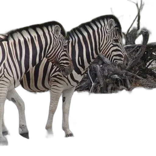 animal, creature, dragon, weapon transparent PNG cut-out