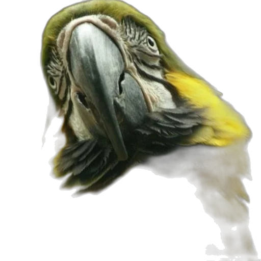 animal, creature, face, mask transparent PNG cut-out