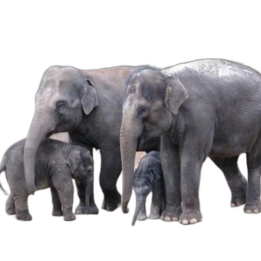 animal, family, elephants, including transparent PNG cut-out