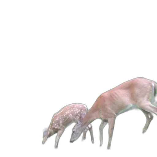 animal, creature, food, 3d render transparent PNG cut-out
