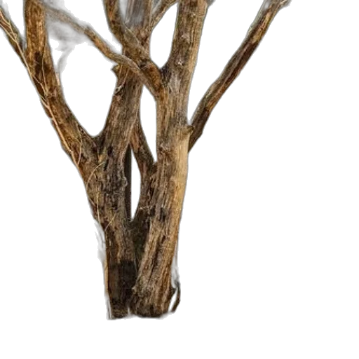 tree, hair, crown, furniture transparent PNG cut-out