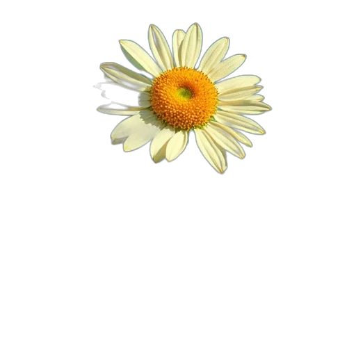 flower, jewelry, crown, staff transparent PNG cut-out