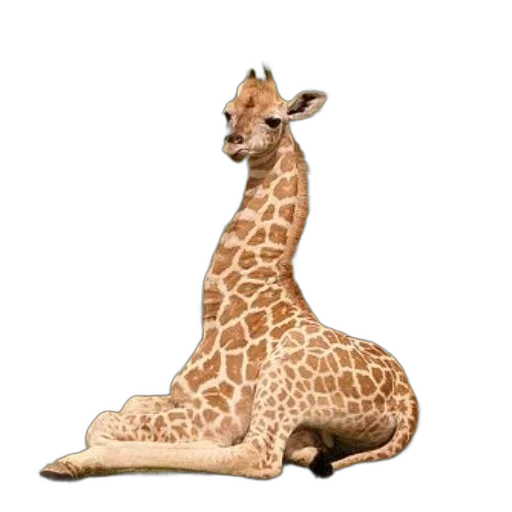 animal, creature, shoes, staff transparent PNG cut-out