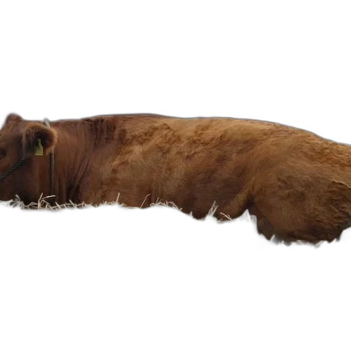 animal, creature, hair, staff transparent PNG cut-out