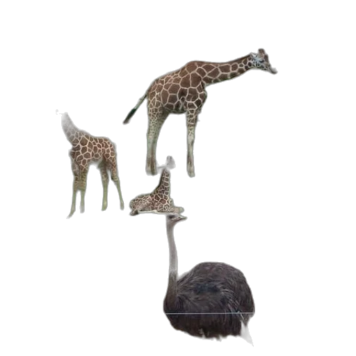 animal, hat, creature, crown transparent PNG cut-out