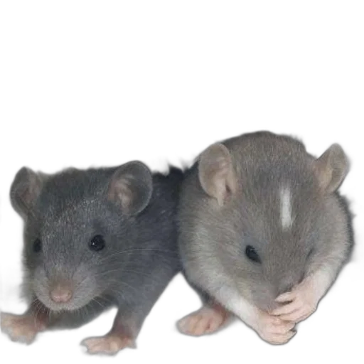 animal, food, photorealistic, 3d render transparent PNG cut-out