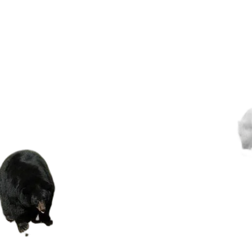 animal, hat, creature, umbrella transparent PNG cut-out