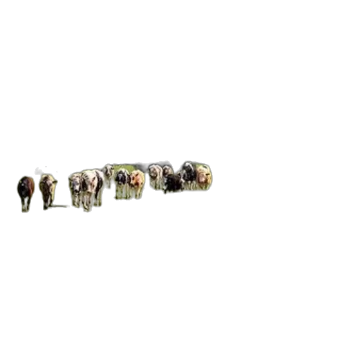 animal, jewelry, food, staff transparent PNG cut-out