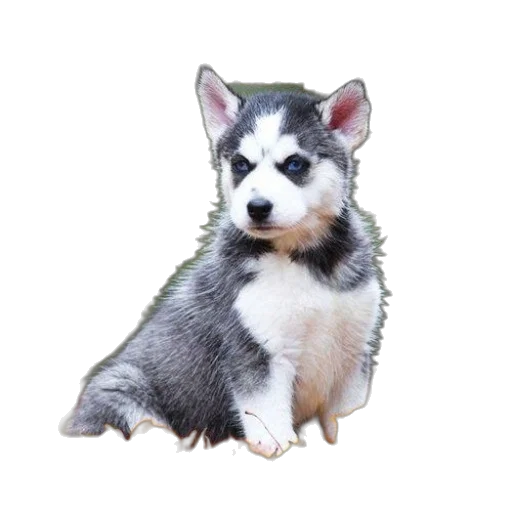animal, creature, staff, photorealistic transparent PNG cut-out