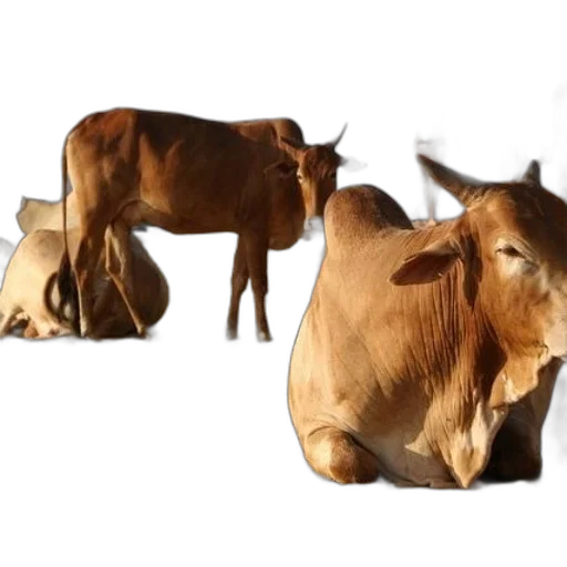 animal, food, creature, mask transparent PNG cut-out