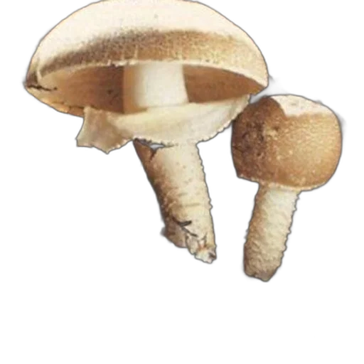 hat, crown, umbrella, food transparent PNG cut-out