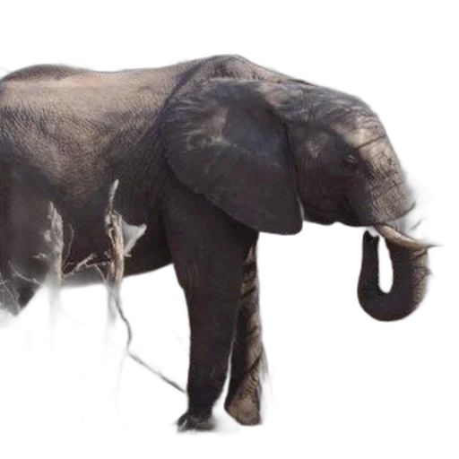 animal, staff, creature, weapon transparent PNG cut-out