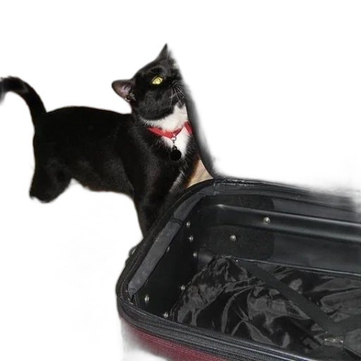 animal, creature, staff, black transparent PNG cut-out