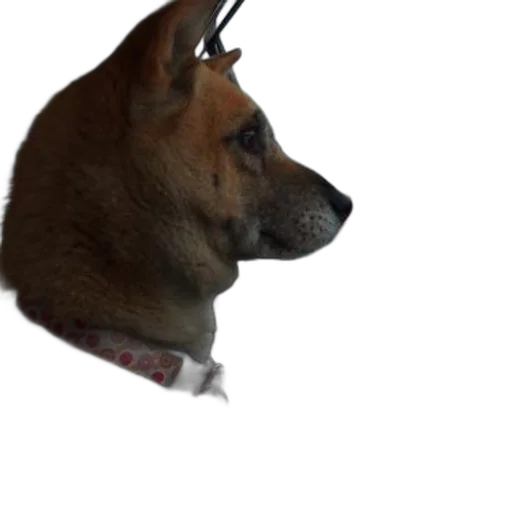 animal, staff, creature, face transparent PNG cut-out