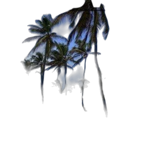 umbrella, flower, hair, creature transparent PNG cut-out
