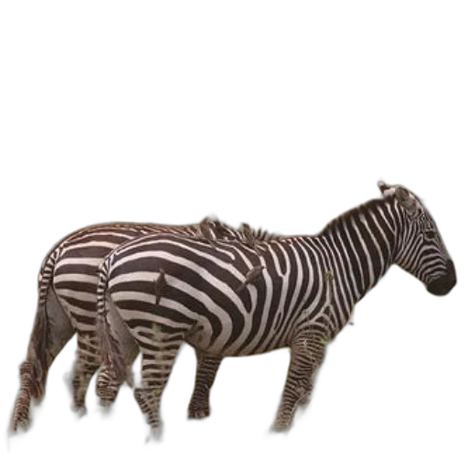 animal, creature, furniture, jewelry transparent PNG cut-out
