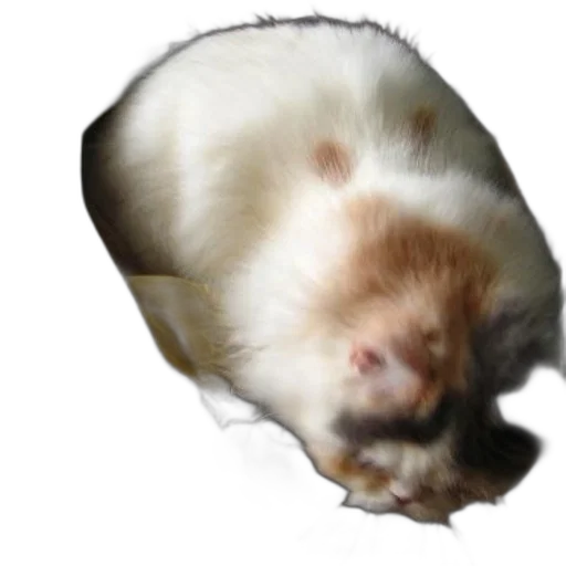 animal, creature, face, hat transparent PNG cut-out