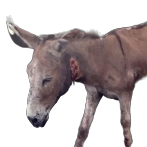 animal, creature, face, staff transparent PNG cut-out