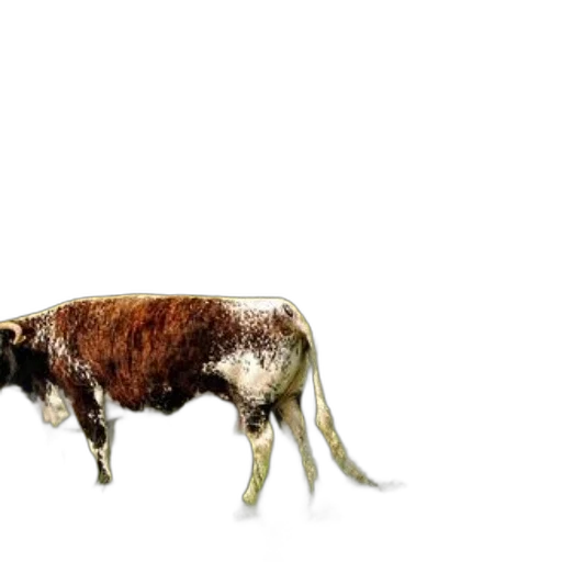 animal, creature, hair, food transparent PNG cut-out