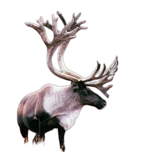 animal, crown, creature, jewelry transparent PNG cut-out