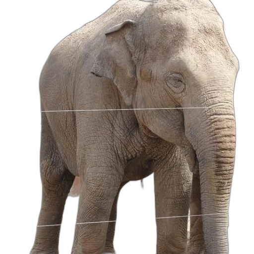 animal, creature, staff, face transparent PNG cut-out