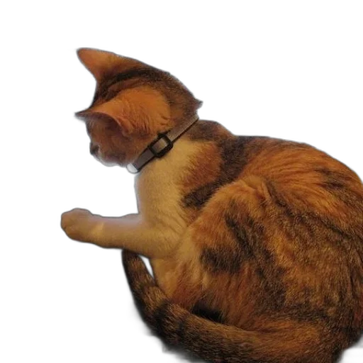 staff, animal, creature, hat transparent PNG cut-out