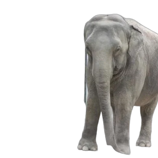 animal, creature, 3d render, photorealistic transparent PNG cut-out