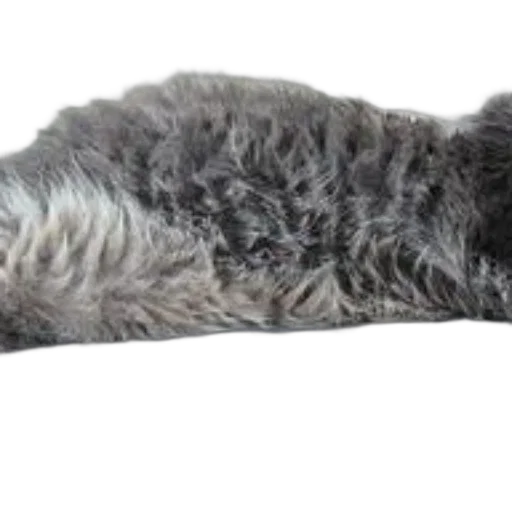 animal, hair, staff, creature transparent PNG cut-out