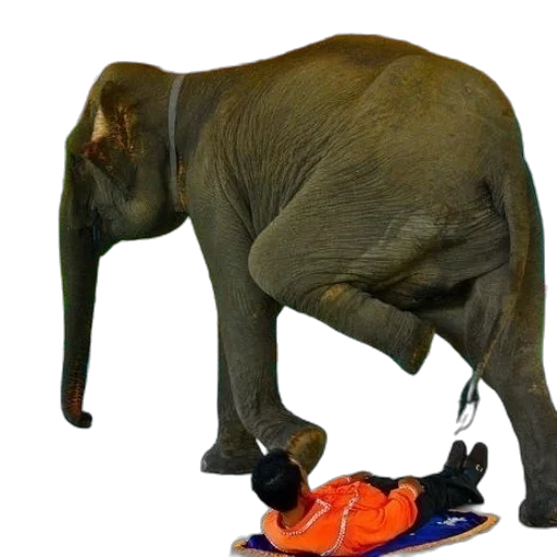 animal, shoes, creature, staff transparent PNG cut-out