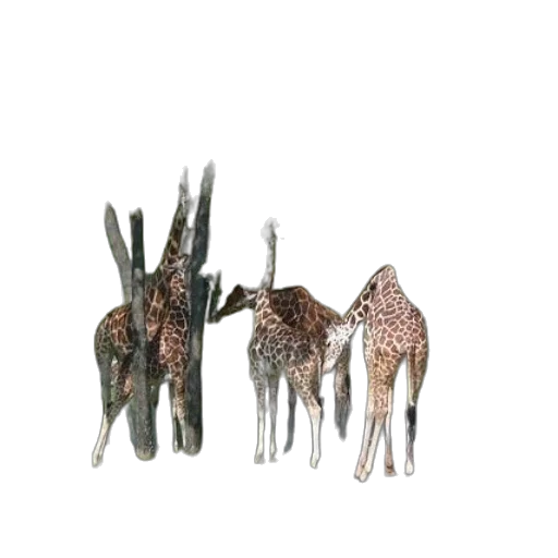 jewelry, crown, furniture, animal transparent PNG cut-out