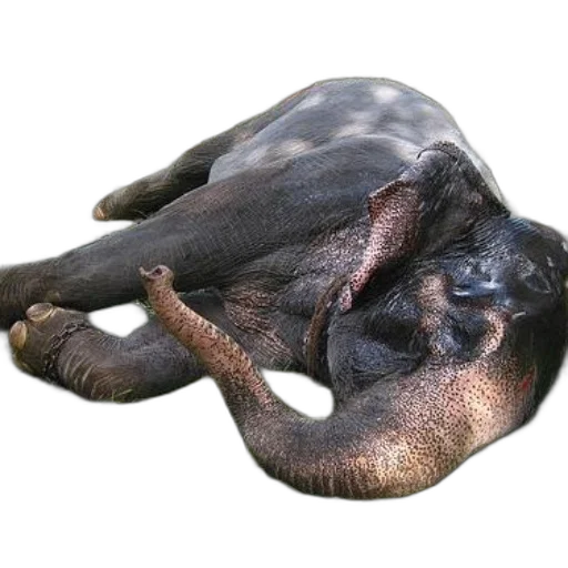 animal, creature, dragon, staff transparent PNG cut-out